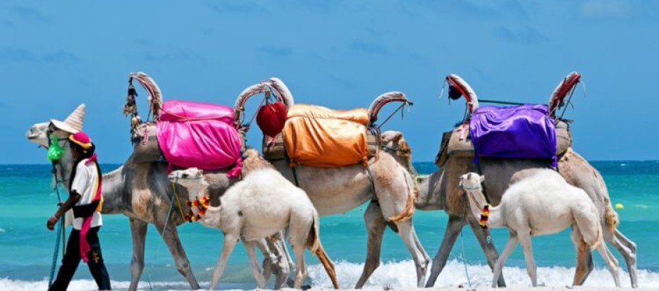 Beach camel ride in Tunisia
